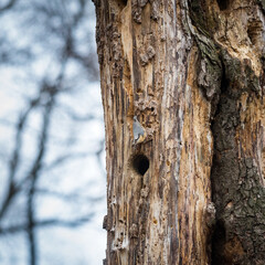 Nuthatch on a tree trunk