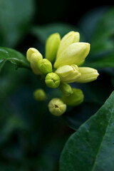 Murraya Paniculata Flower, close up