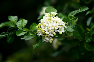 Murraya Paniculata Flower, close up