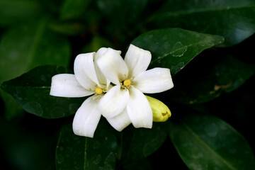 Murraya Paniculata Flower, close up