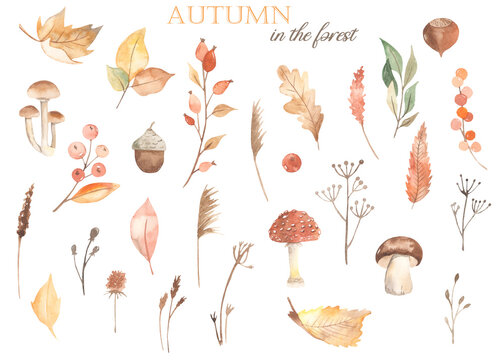 Watercolor set with autumn leaves, berries, mushrooms, nuts, grass, hazelnuts, acorn, reeds