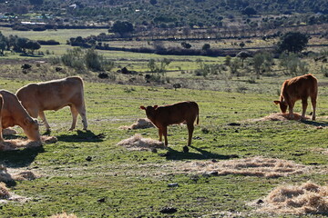 Animales Domésticos
