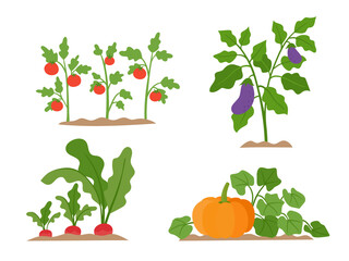 Organic production cartoon vector illustration with vegetables