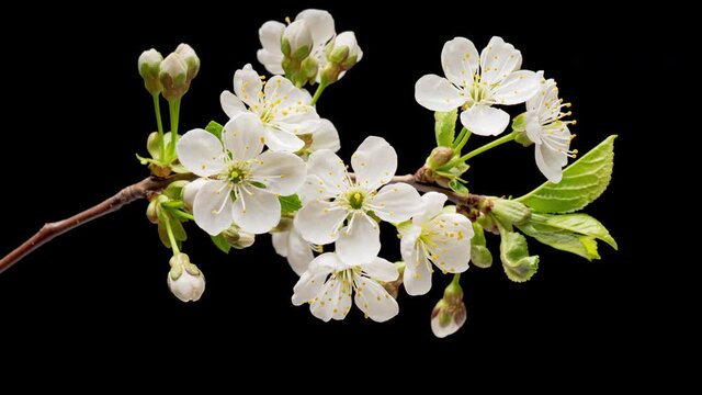 4K Time Lapse of blooming white Cherry flowers on black background. Spring timelapse of flowering flowers on branches Cherry tree.