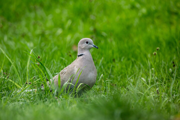 Türkentaube, Taube, Vogel, Garten, Tier, Park, Natur