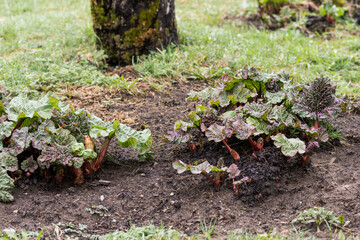 Spring rhubarb sprouts.