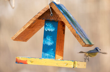 Yellow-blue tit flies out of the feeder.