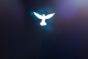 White dove silhouette on dark background with blue and purple light glares. - obrazy, fototapety, plakaty