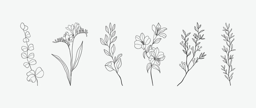 Minimal botanical hand drawing design for logo and wedding invitation. Floral line art.  Flower and leaves design collection for bouquets decoration, card and packaging background.