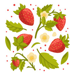 Collection of fresh strawberries, green leaves and flowers isolated on white background. Fresh, organic berries. Healthy and beneficial product. Gardening or horticulture concept. Vector illustration.