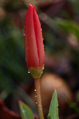 Tulipa Kaufmanniana. Red tulip close-up on an undeveloped flower. A flower resembling the female sex.