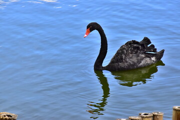 Fototapeta premium black swan on the water