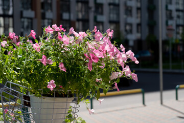 Fototapeta na wymiar A bush of pink petunias in a pot on the balcony sways in the wind. Pink petunia flower. Grow in the garden. Blooming in summer