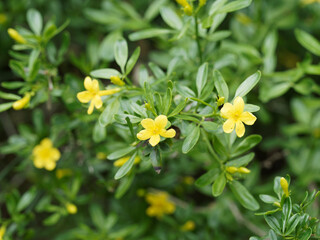 Jasmin ligneux ou jasmin jaune -Jasminum fruticans -  à floraison jaune abondante en grappes  à l'extrêmité de rameaux feuillus