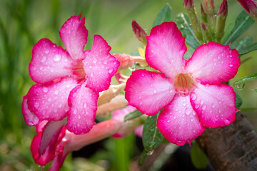 close-up of pink desert rose