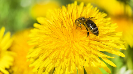 Macro photo of bee collecting nectar from a dandelion flower.