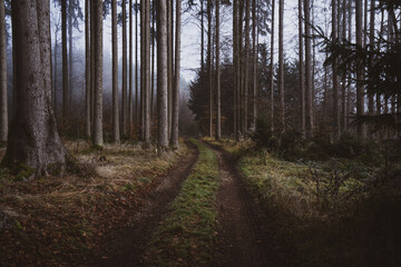 Obraz premium path in the forest