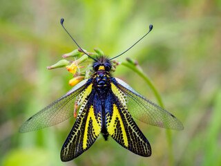 キバネツノトンボ