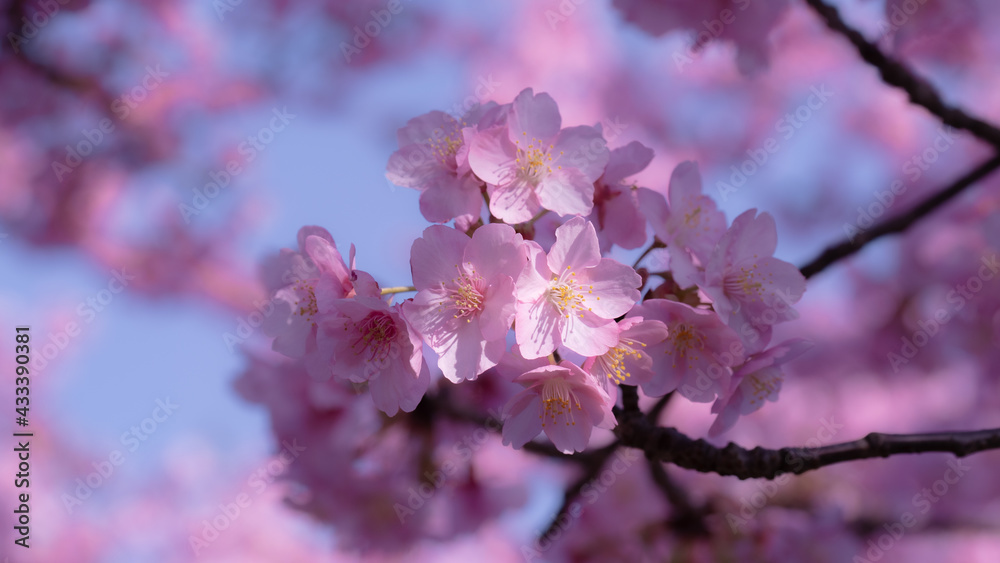 Wall mural a bouquet of blossoms 2 in a sakura garden in japan at the matsuda sakura festival with with blurred