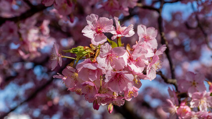 a bouquet of blossoms in a sakura garden at the Matsuda Sakura Festival in Japan with blurred background