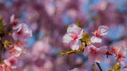 3 of sakura blossoms in a sakura garden at the Matsuda Sakura Festival in Japan with blurred background