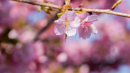 Fototapeta na wymiar 2 of sakura blossoms in a sakura garden at the Matsuda Sakura Festival in Japan with blurred background