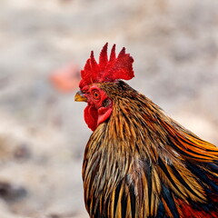coq