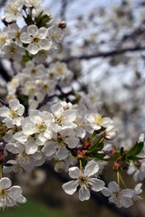 Blooming cherry trees. White flowers.