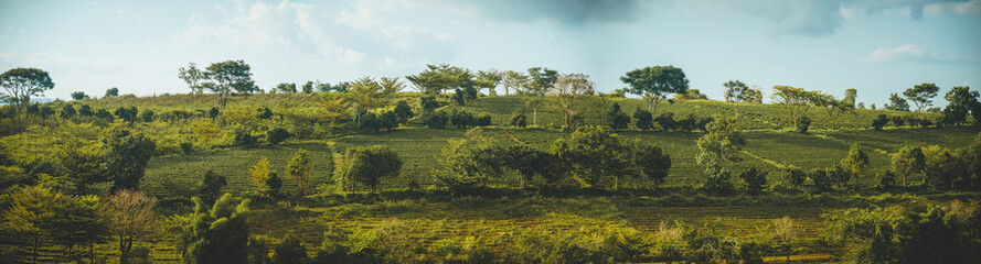 Fototapeta na wymiar Beautiful view of Tam Chau tea plantation in Bao Loc city, Lam Dong province, Vietnam