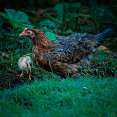 poule