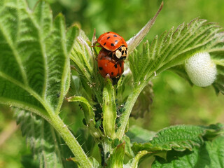 Ladybugs make love on a green branch. A twig with aphids and ladybirds.