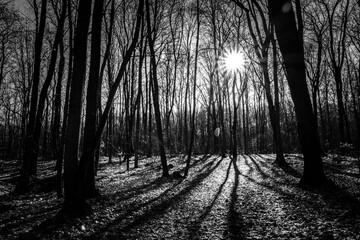 Play of shadows in the spring forest