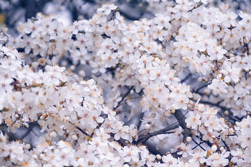 branches with white delicate spring flowers of fruit tree. Cherry flowering. Delicate artistic photo. selective focus.
