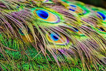 Peacock feathers close up, colorful Peacock male tail