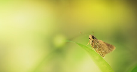 Butterflies over natural green background, with copy space.