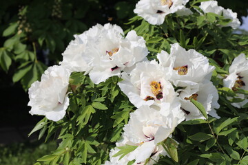 Beautiful landscape with flowers in the garden on a sunny day. Macro view of fresh peonies flowers and bee in urban park in springtime. White big flowers and green leaves in courtyard of house.
