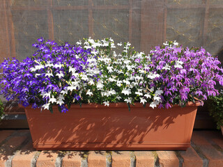 Colorful lobelia erinus flowers grow in a pot on the windowsill on a sunny day. - obrazy, fototapety, plakaty
