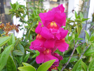 A sprig of pink Antirrhinum flowers blooming in the garden.