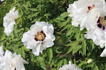 Beautiful landscape with flowers in the garden on a sunny day. Macro view of fresh peonies flowers and bee in urban park in springtime. White big flowers and green leaves in courtyard of house.
