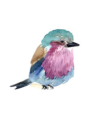 Watercolour illustration.Kingfisher bird, wild bird.Isolated object on a white background.
