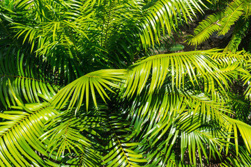 sago palm, botanical name Cycas revoluta, seen trough dark green leaves