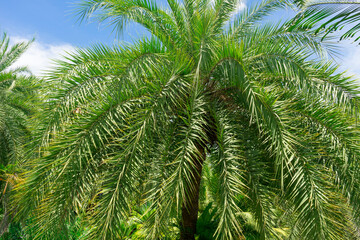 sago palm, botanical name Cycas revoluta, seen trough dark green leaves