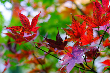 Autumn Leaves