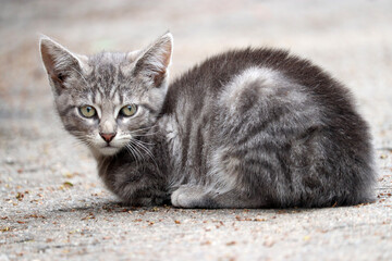 Naklejka na ściany i meble Grey kitten sitting on a street. Portrait of stray cat