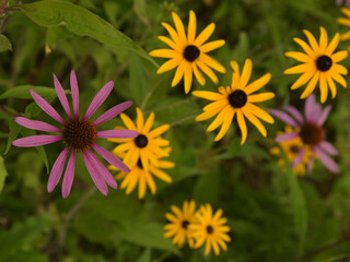 Beautiful flowers of rudbeckia. Yellow and pink flowers.