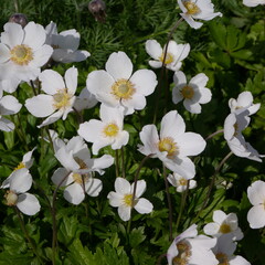 Flowering White Snowdrop Anemone Sylvestris Plant