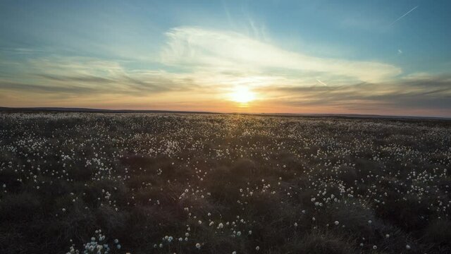 Cotton Grass Sunset Motion Timelapse Above Danby Dale, North York Moors National Park