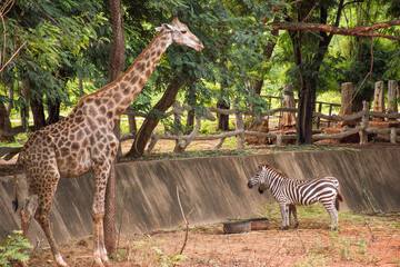 Naklejka premium giraffe in the zoo