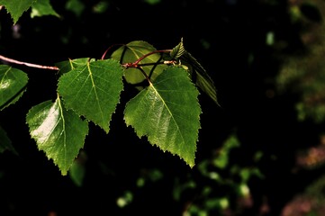 Spring background with bright picturesque style toned image growing silver birch (Betula pendula)...
