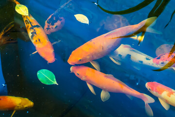 Colorful fancy carp fish or koi fish are swimming. Koi Fish swimming in the pond. Top view and zoom...